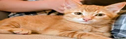 Domestic Shorthair cats for sale: 2 ginger Tabby male kittens - Advert 3