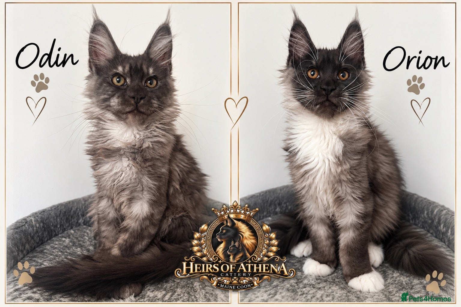 Maine Coon cats 🐾 Maine Coon Kittens TICA Registered 🐾 - Advert 1