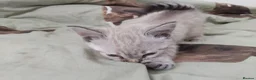 British Shorthair cats for sale: x 1 female NOW READY - Advert 2