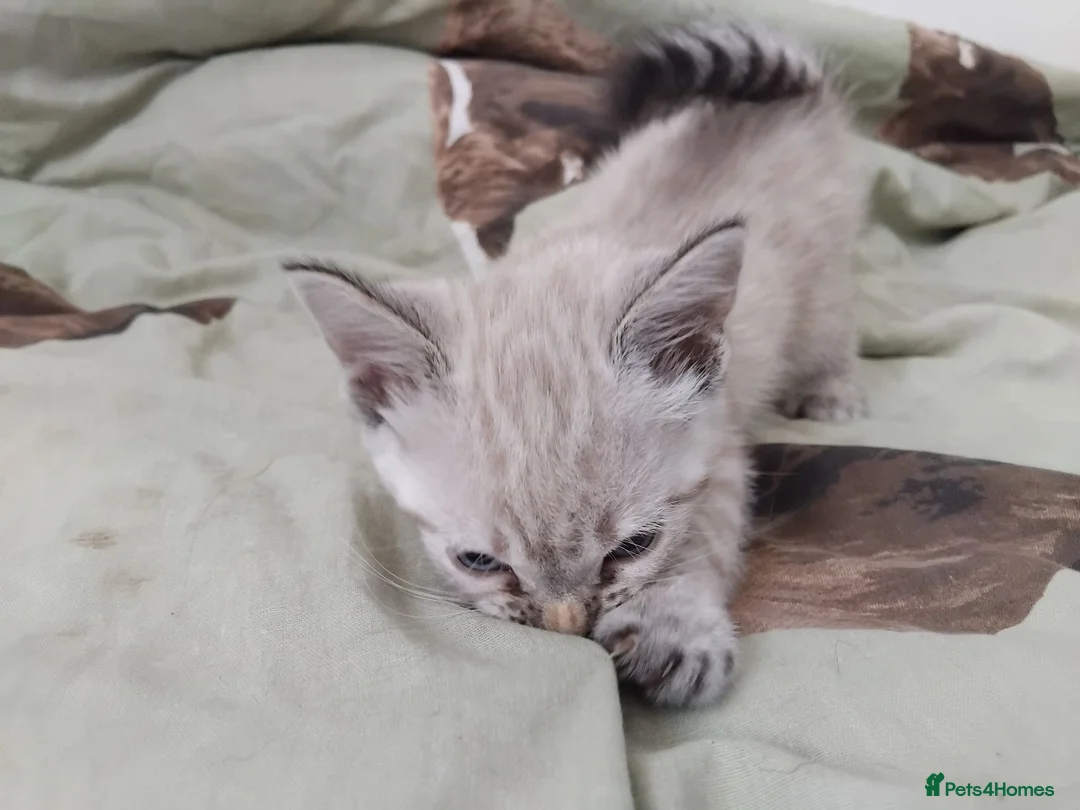 British Shorthair cats for sale: x 1 female NOW READY - Advert 2