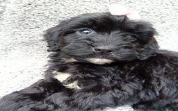 Cockapoo dogs for sale: Cockerpoo puppies - Image 12
