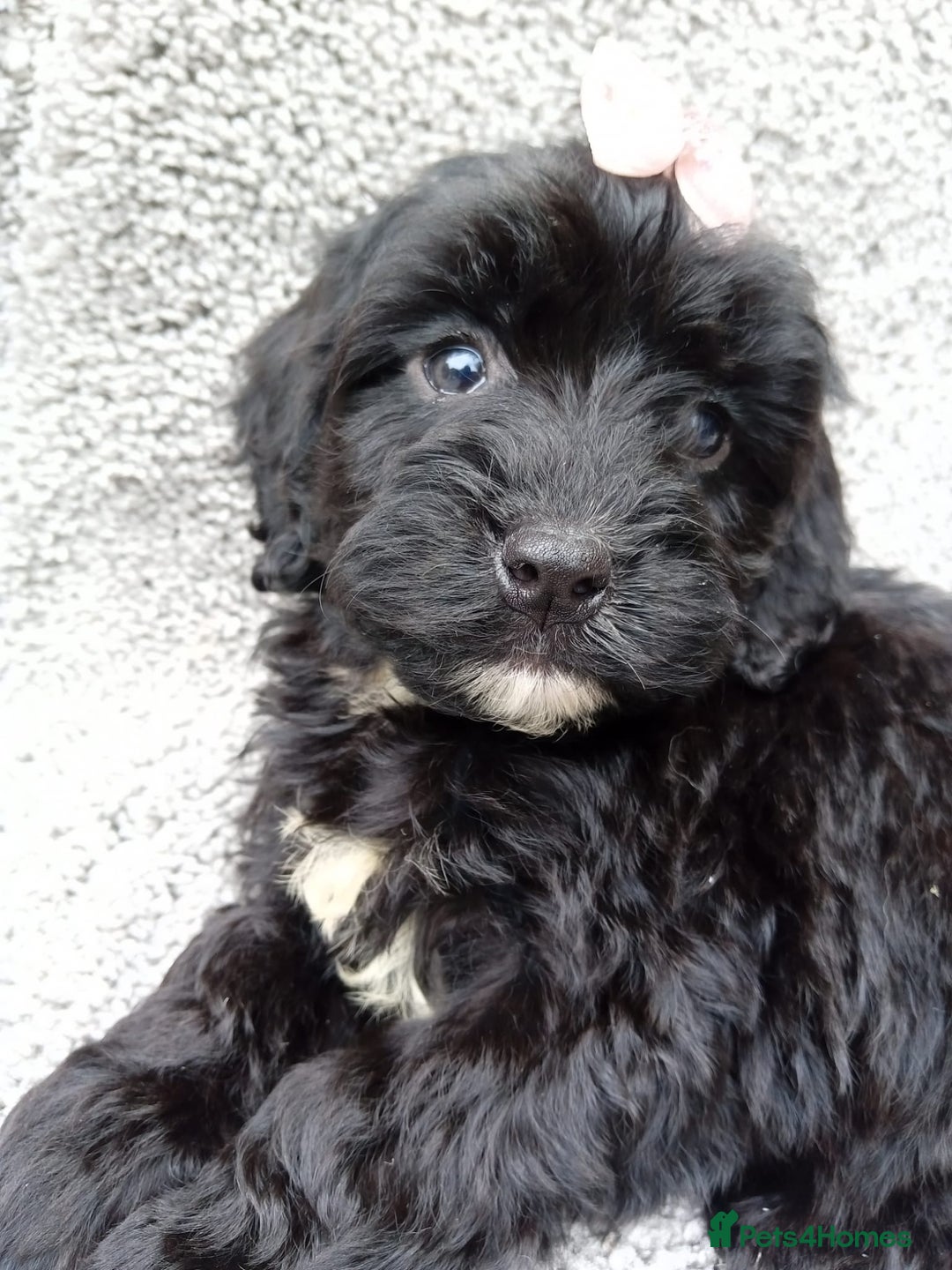 Cockapoo dogs for sale: Cockerpoo puppies - Image 12