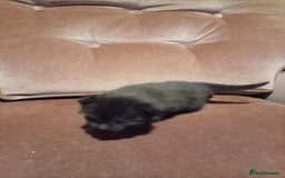 Mixed Breed cats for sale: Four mixed breed British short kittens - Image 19