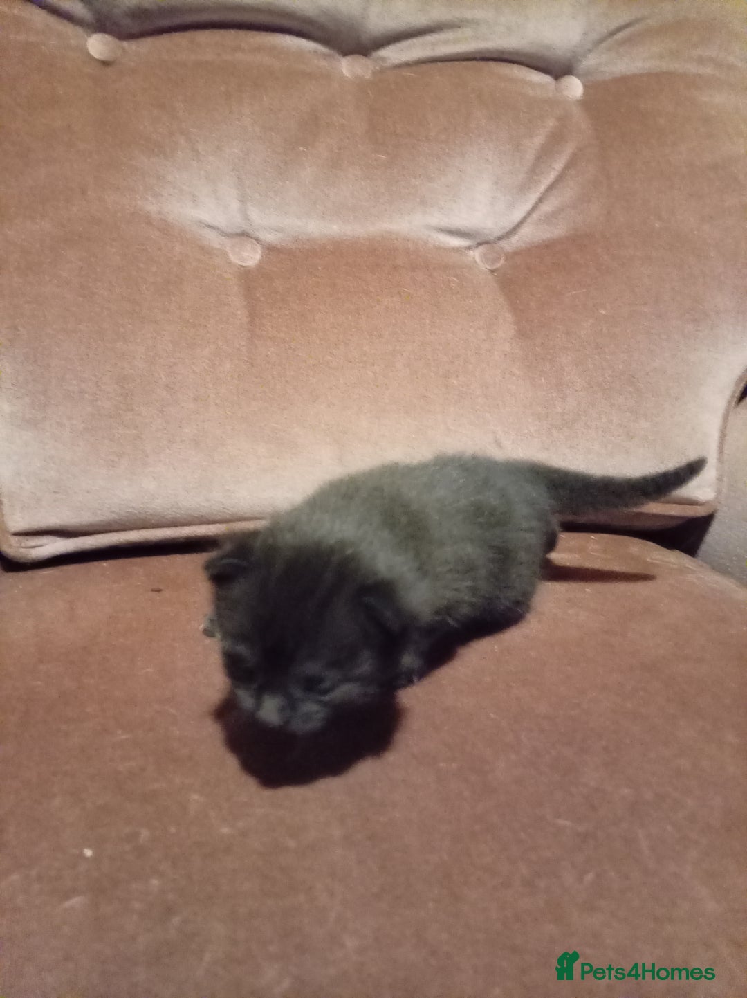 Mixed Breed cats for sale: Four mixed breed British short kittens - Image 19