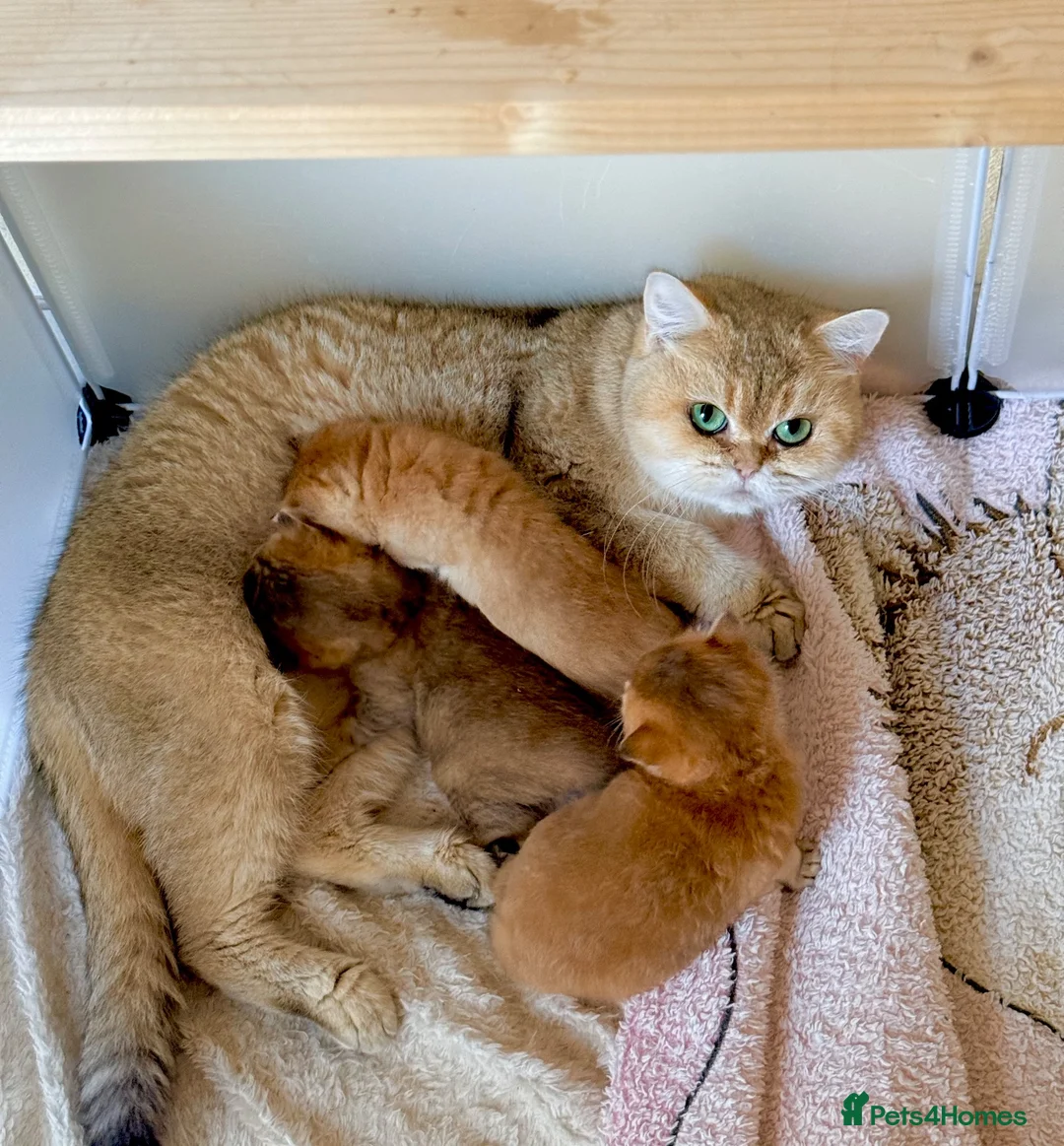 British Shorthair cats for sale: Stunning Golden British Shorthair Kittena🩷💜💙 - Advert 12