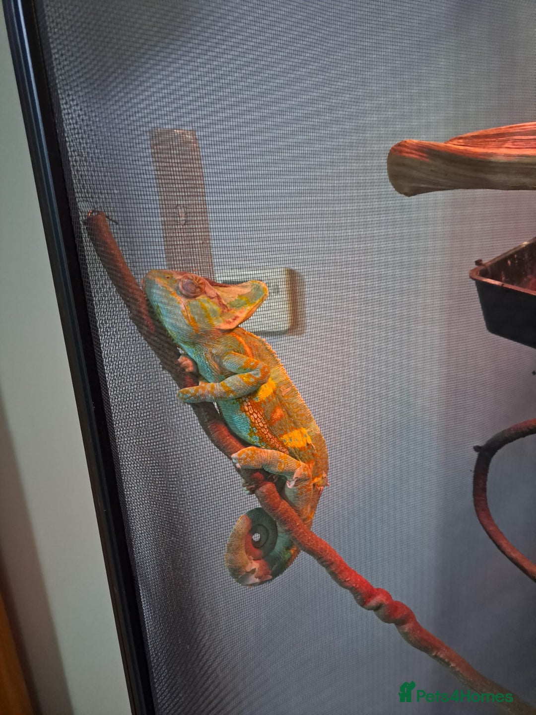 Chameleon reptiles for sale: Yemen Chameleon  - Advert 4