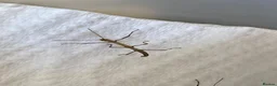Stick Insects invertebrates for sale: Indian stick insects nymphs - Advert 2