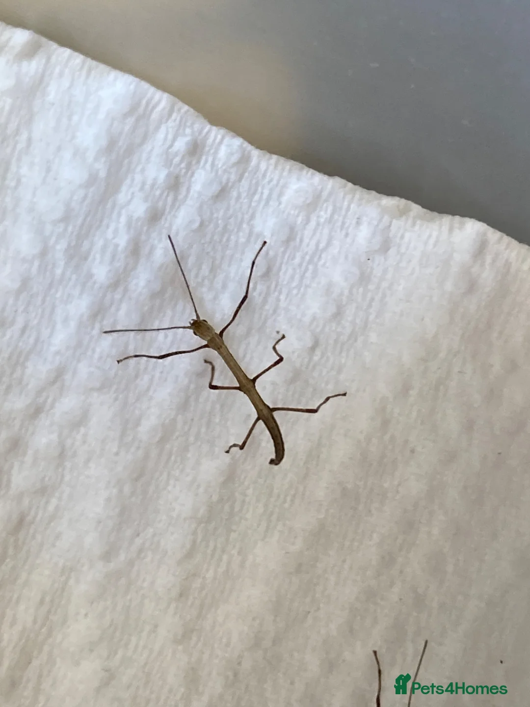 Stick Insects invertebrates for sale: Indian stick insects nymphs - Advert 2