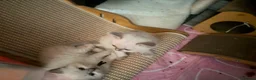 Ragdoll cats for sale: Beautiful kittens  - Advert 12