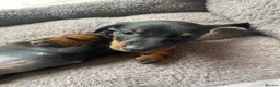 Miniature Dachshund dogs for sale: Miniature dachshund 3 boys 5 girls - Advert 38