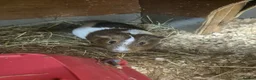 Guinea Pig rodents for sale: Older Male Guinea Pigs - Advert 5