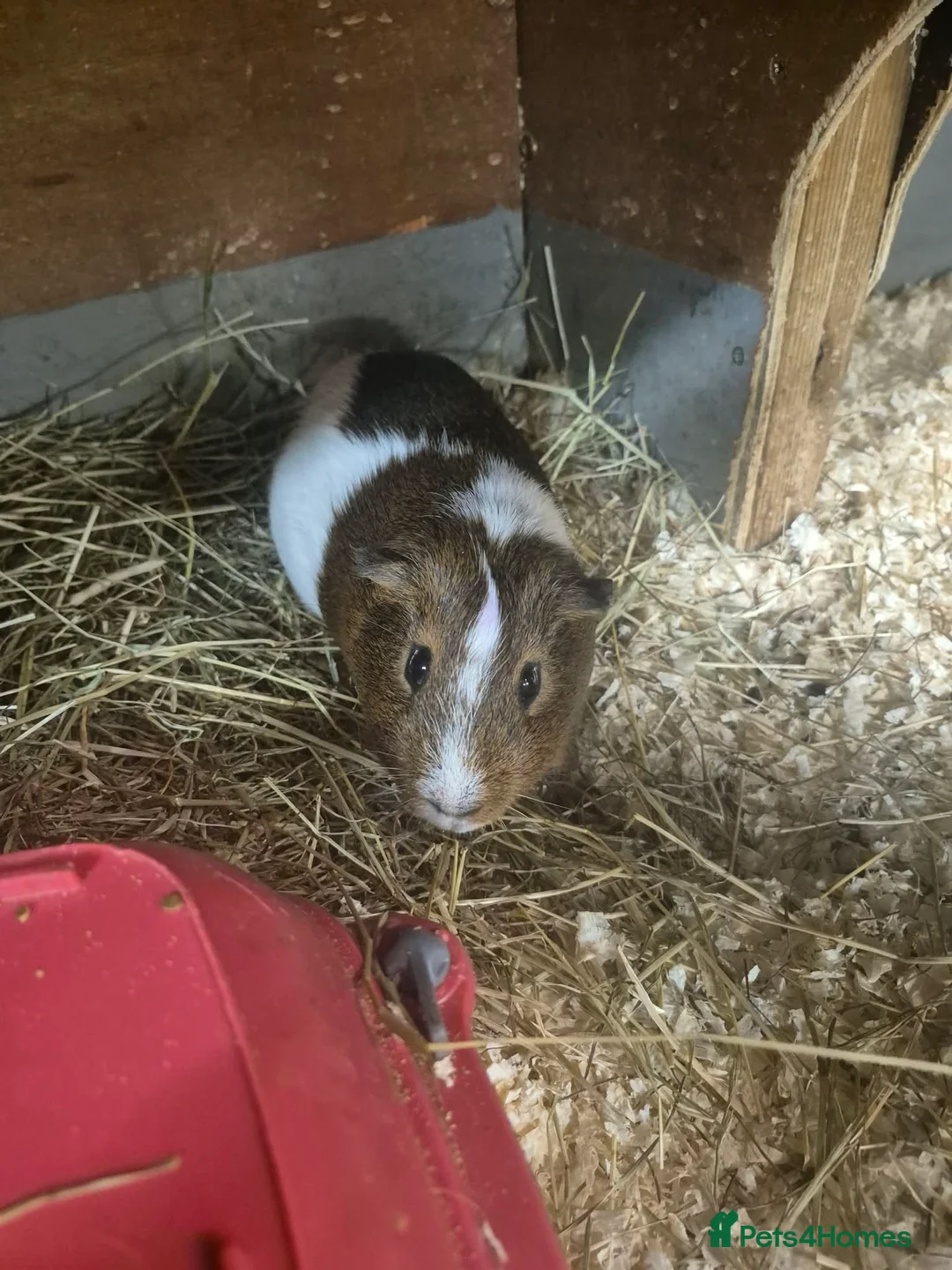 Guinea Pig rodents for sale: Older Male Guinea Pigs - Advert 5
