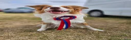 Border Collie dogs for stud: Stunning Blue Eyed Red Merle BorderCollie for Stud - Advert 15