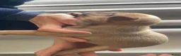French Bulldog dogs for sale: French bulldog puppies  in Leeds - Advert 9