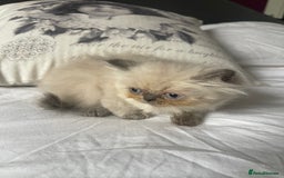Persian cats for sale: 2 male 4 female  - Image 13