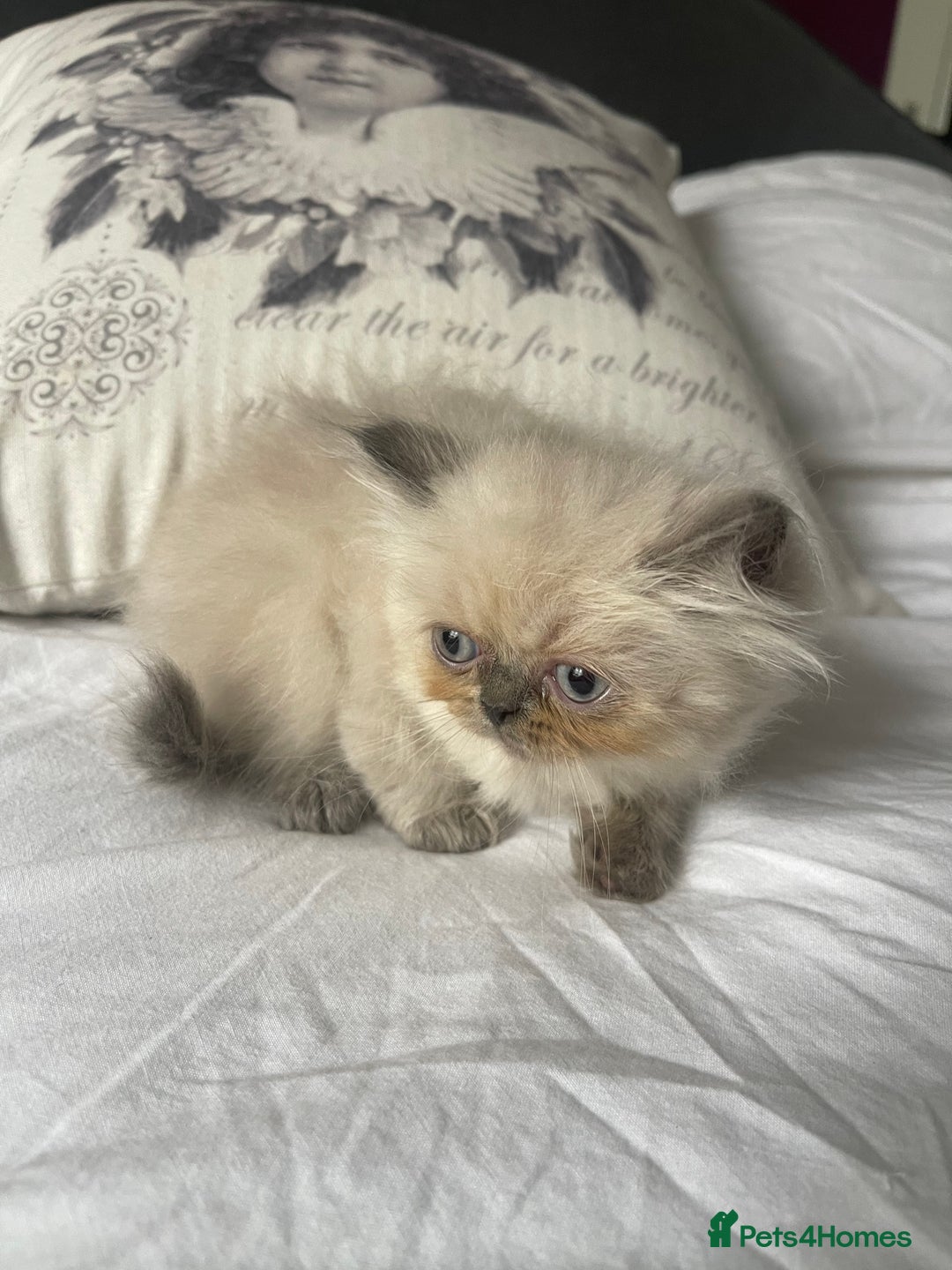 Persian cats for sale: 2 male 4 female  - Image 13