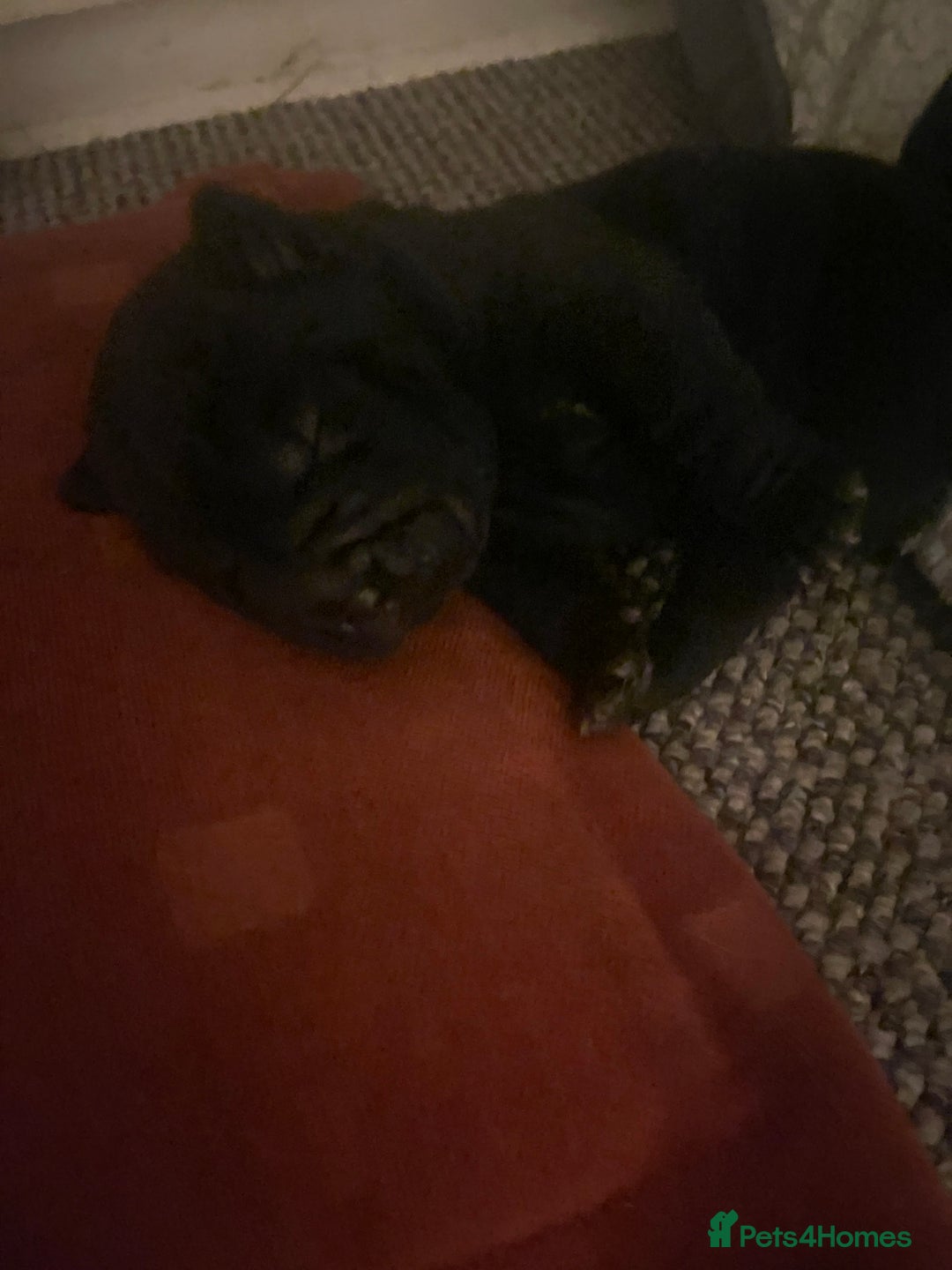 Shar Pei dogs for sale: Shar pei - Advert 8