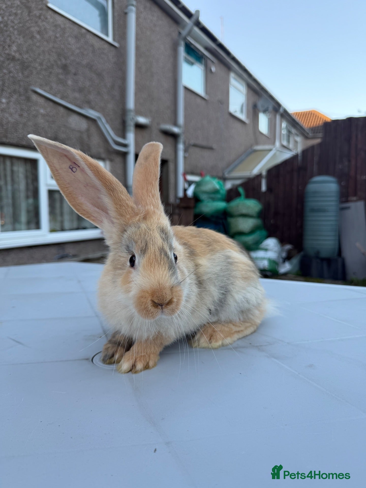 Continental Giant rabbits for sale: Giant continental  - Advert 5