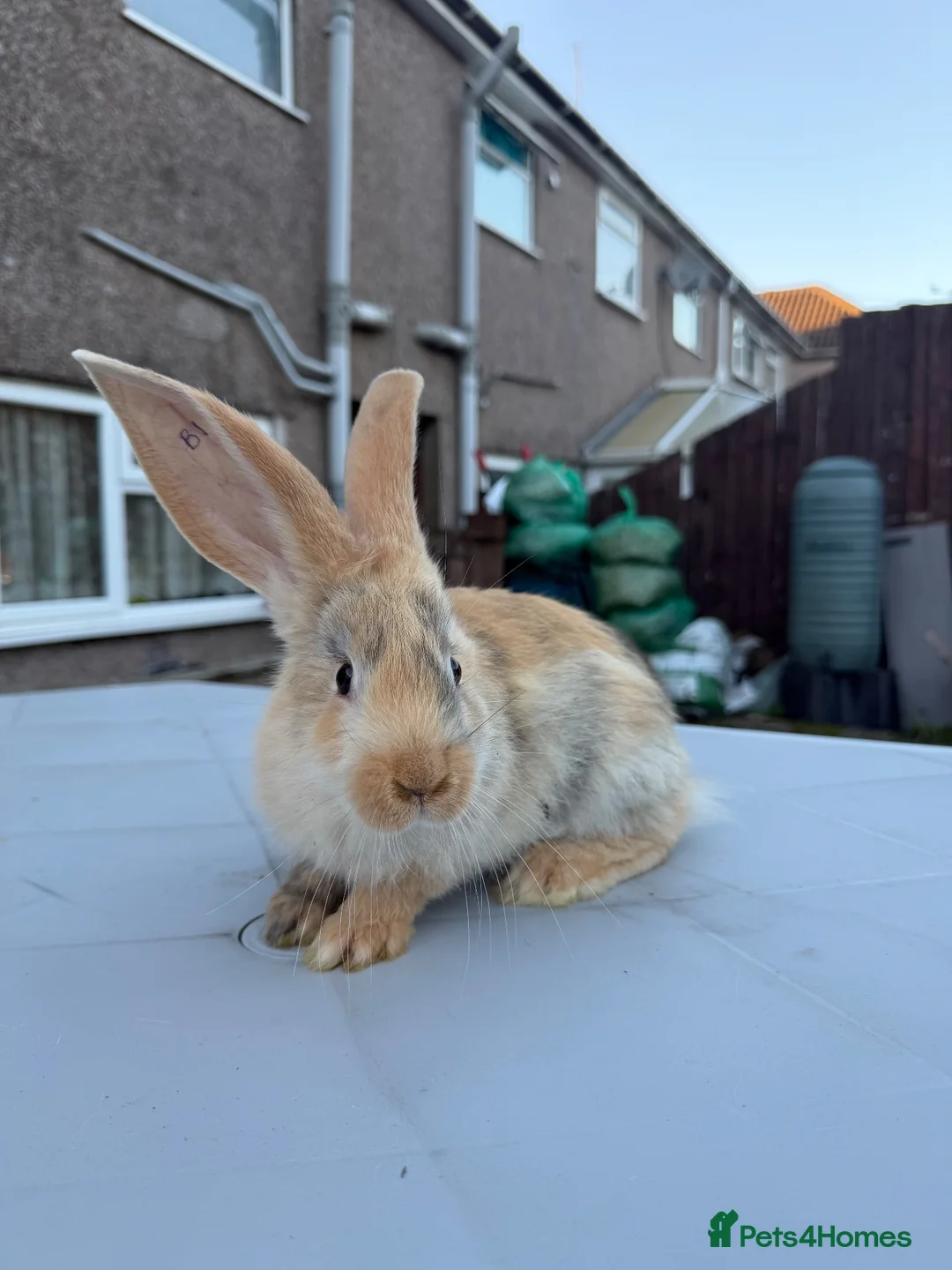 Continental Giant rabbits for sale: Giant continental  - Advert 1
