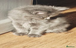 British Longhair cats for sale: Gorgeous Blue British longhair kittens - Image 3