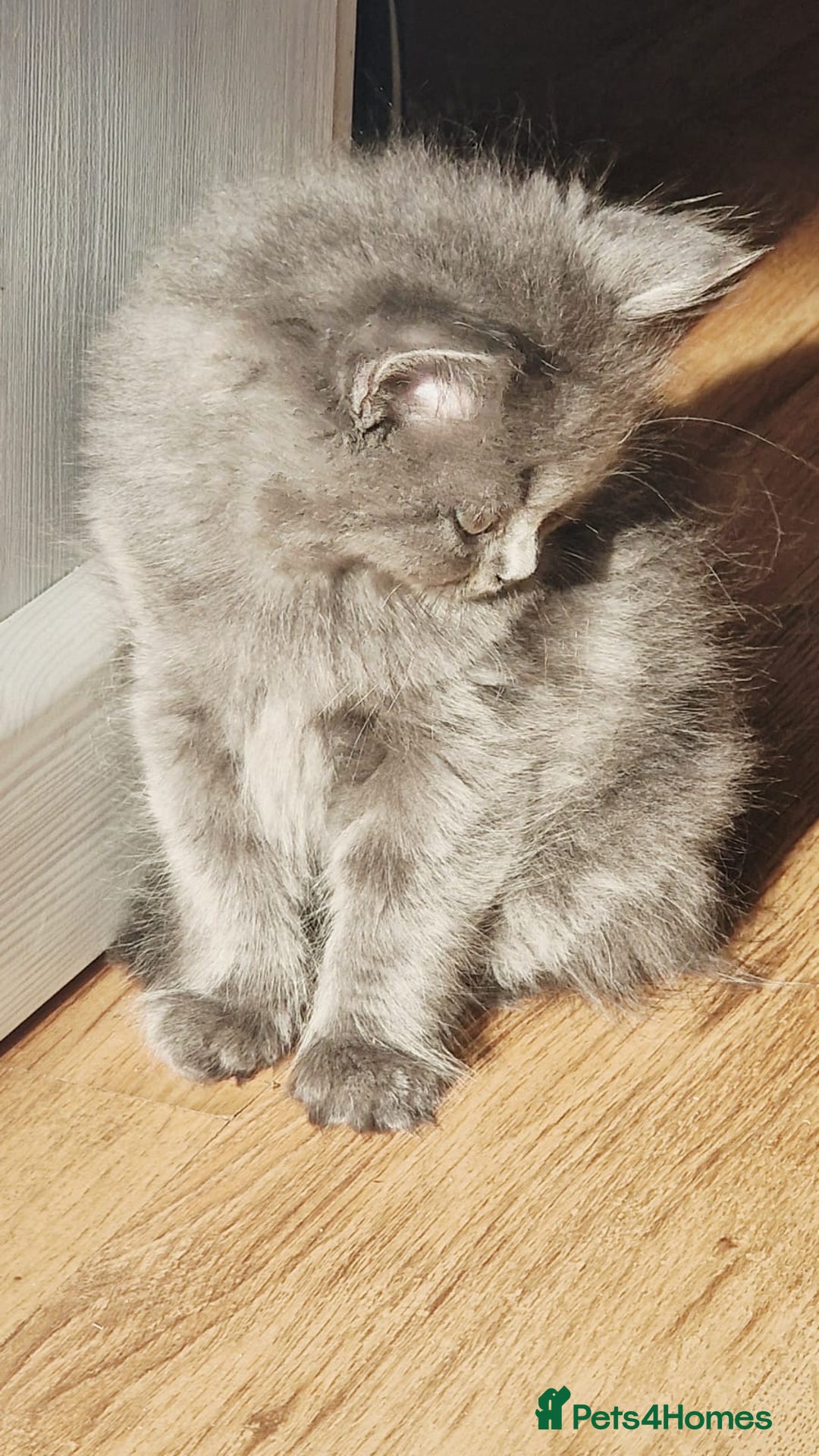 British Longhair cats for sale: Gorgeous Blue British longhair kittens - Image 3