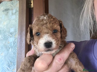 Cockapoo dogs - Advert 2