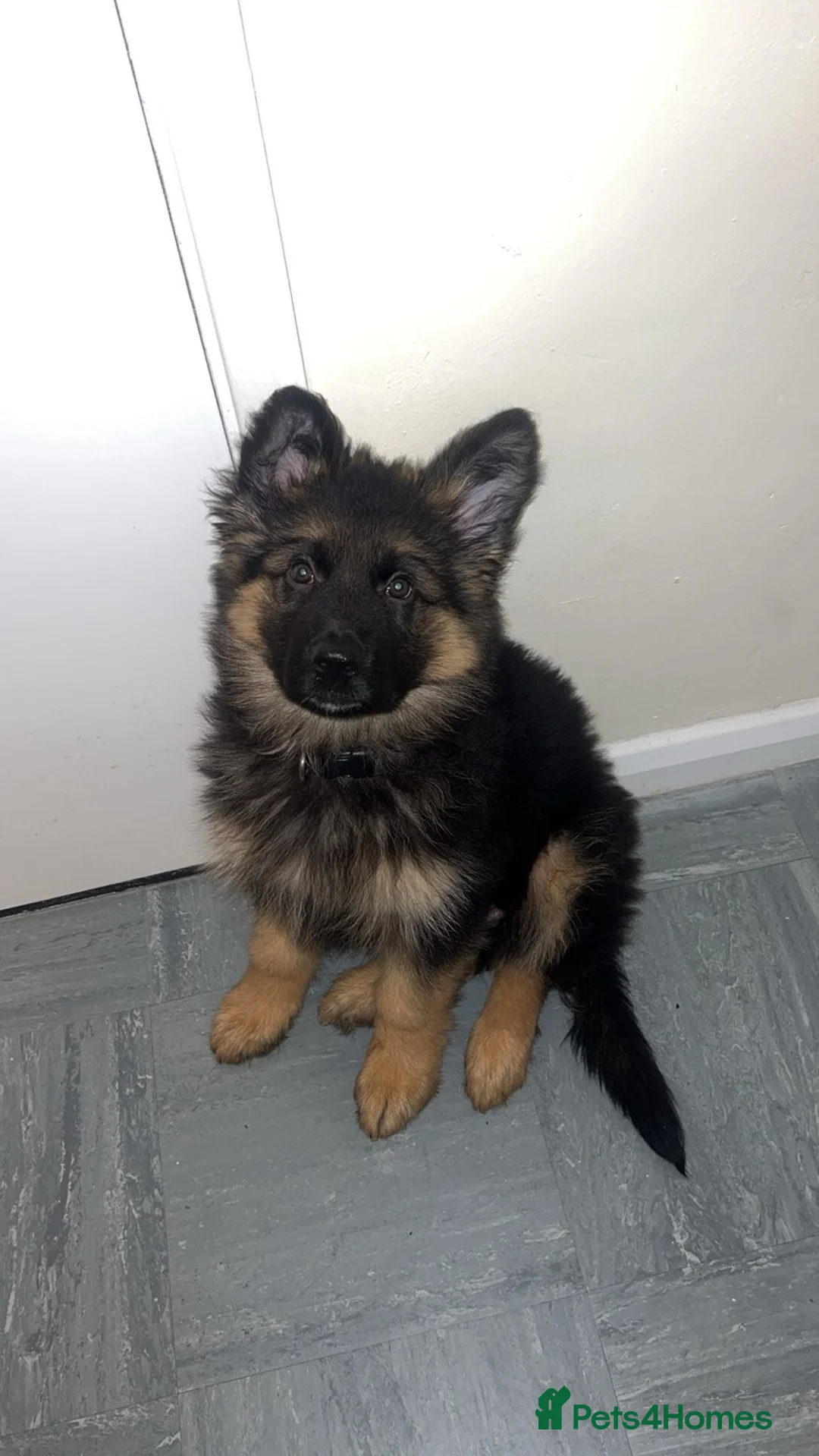 German Shepherd dogs for sale: Male German shepherd puppy for sale  - Advert 2