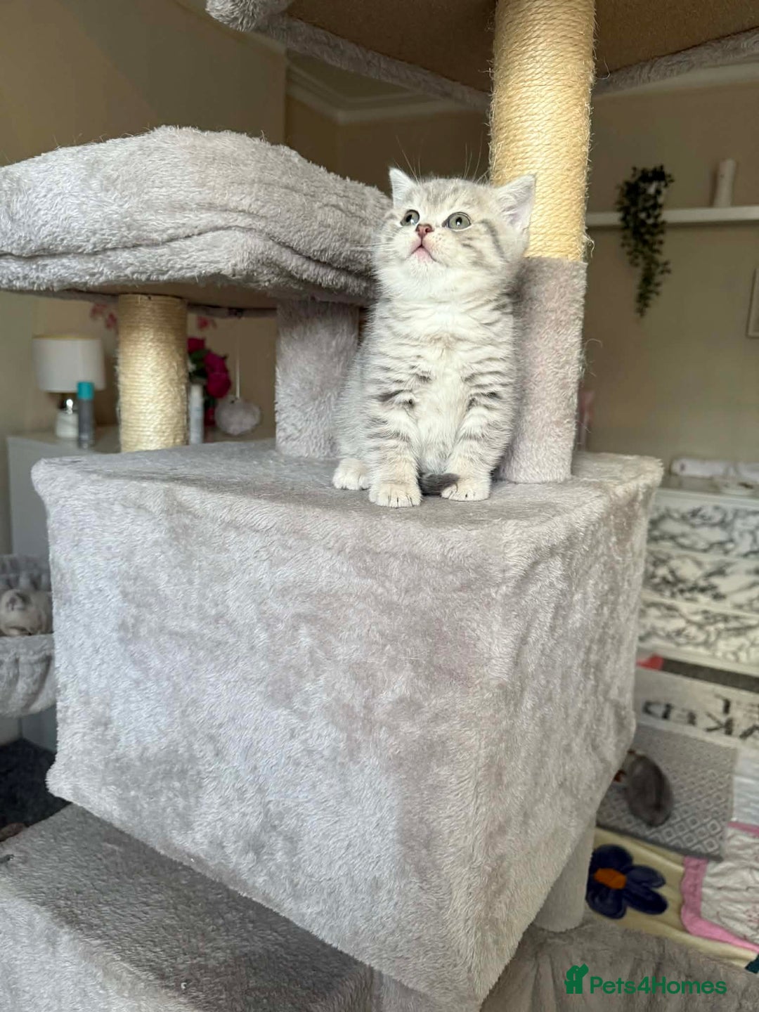 British Shorthair cats for sale: British shorthair kittens for sale  - Advert 12