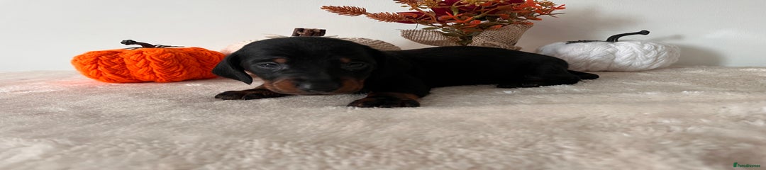 Dachshund Puppy 2