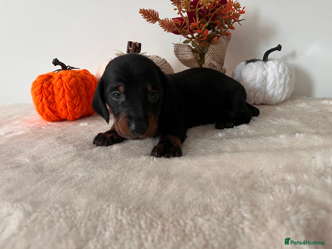 Dachshund dogs for sale: Beautiful Standard Dachshund Puppies  - Image 17