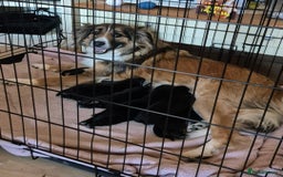 Borador dogs for sale: Border collie cross labrador puppies - Image 3