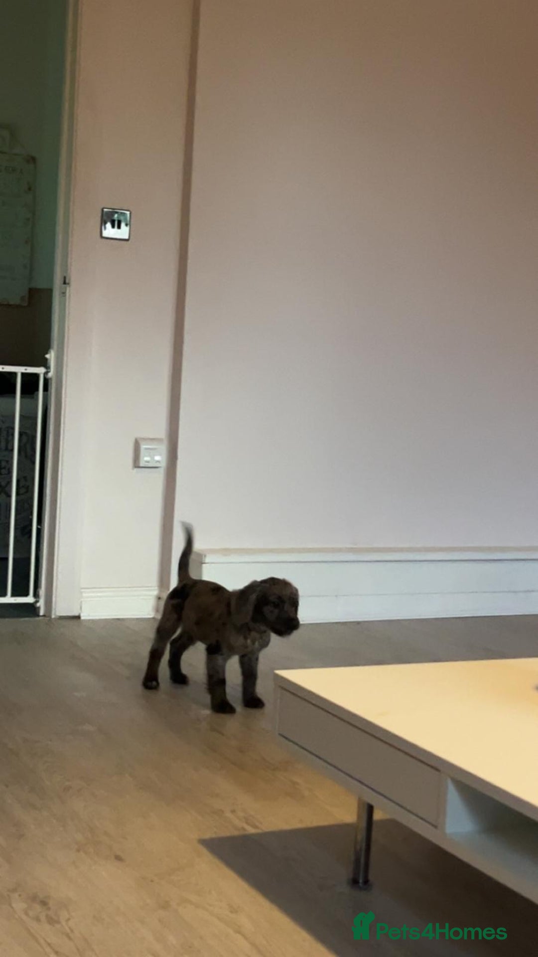 Cocker Spaniel dogs for sale: 2 Male Merle Cocker Spaniels - Image 10