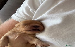 Cavapoo dogs for sale: Cavapoo puppies  - Image 10