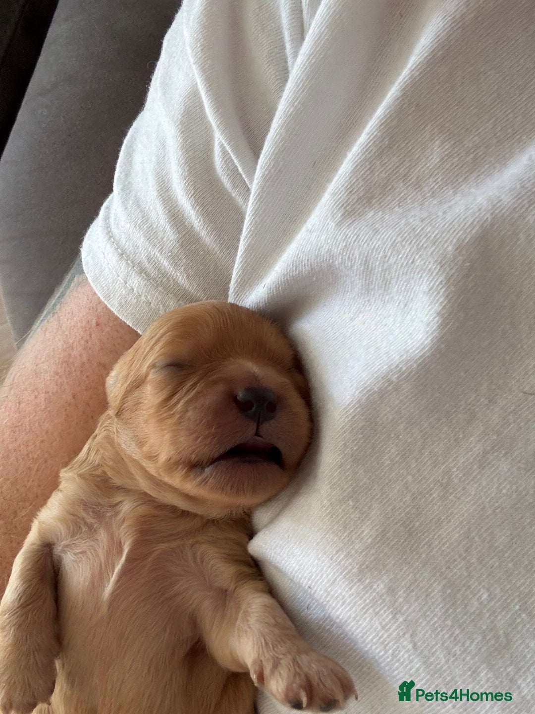 Cavapoo dogs for sale: Cavapoo puppies  - Image 10