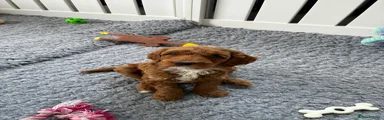 Australian Labradoodle 1