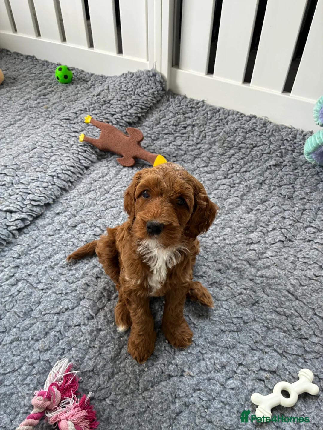 Australian Labradoodle dogs for sale: Australian Male Labradoodle Puppy for Sale - Advert 1