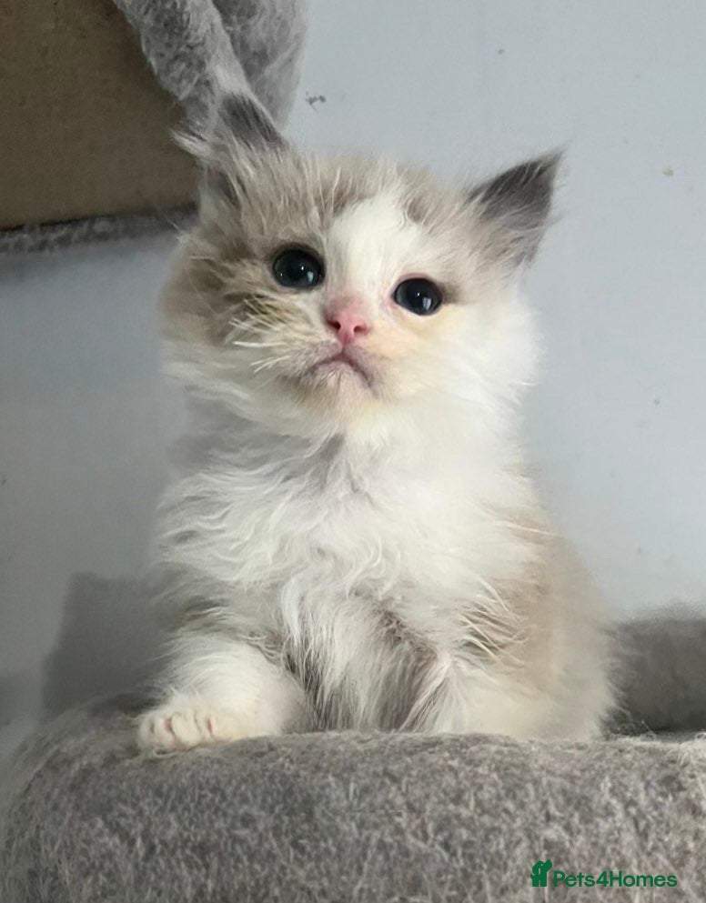 Ragdoll cats Blue Mink Bi-Colour ragdoll boy - Advert 4