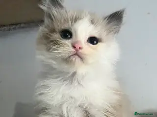 Ragdoll cats Blue Mink Bi-Colour ragdoll boy - Advert 4