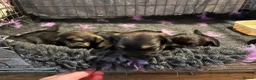 Border Terrier dogs for sale: Loving little border terriers(KC registered) - Advert 6