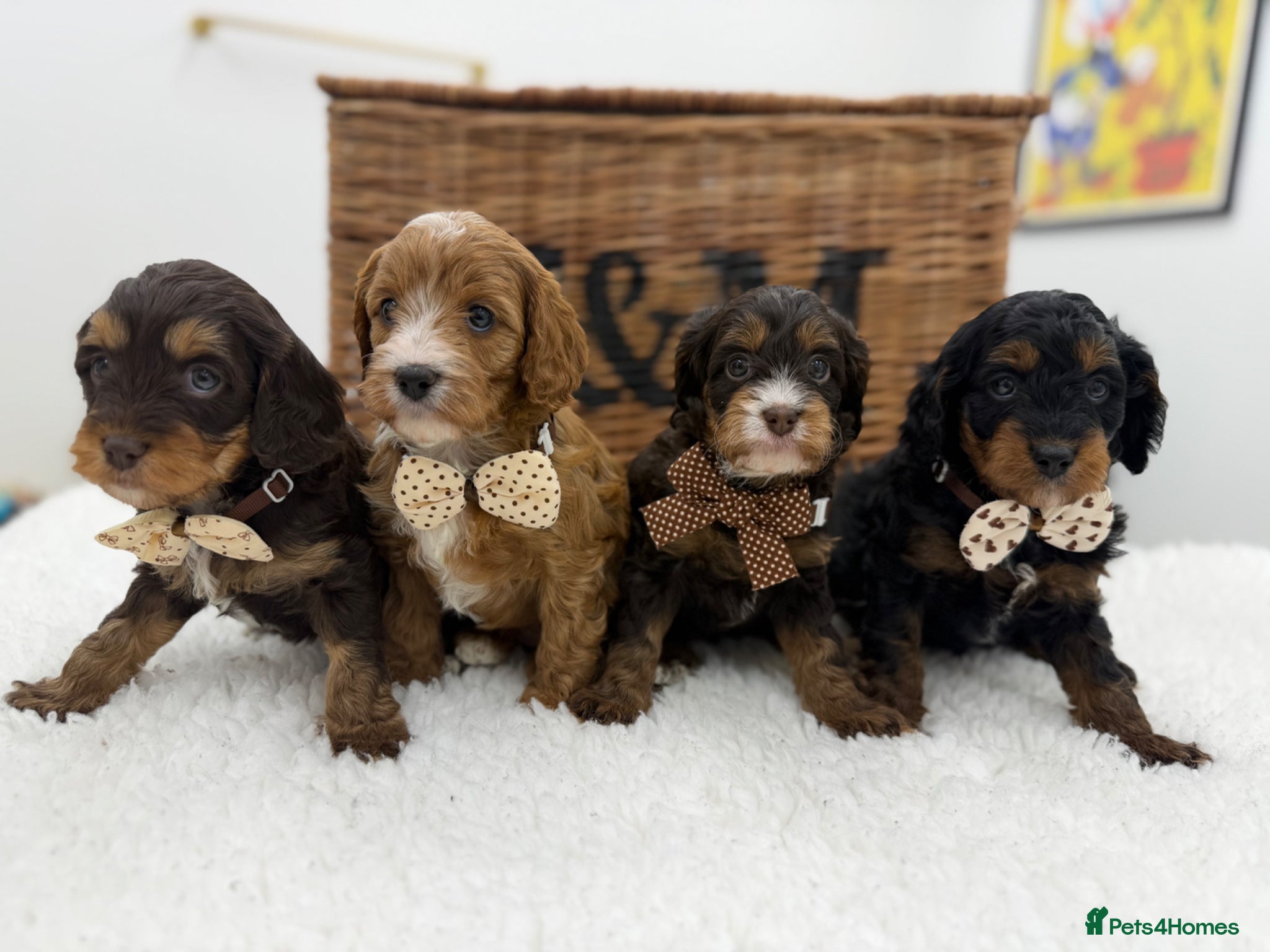 Cavapoo dogs F1 Exstensively health tested toy cavapoos  - Advert 5