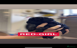 Cockapoo dogs for sale: 🐶ADORABLE F1B COCKAPOOS🐶  - Image 13