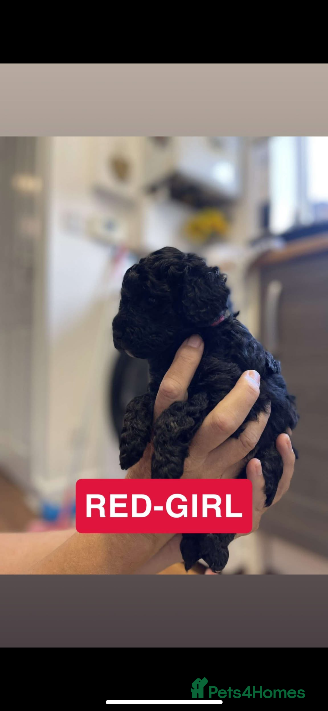 Cockapoo dogs for sale: 🐶ADORABLE F1B COCKAPOOS🐶  - Image 13