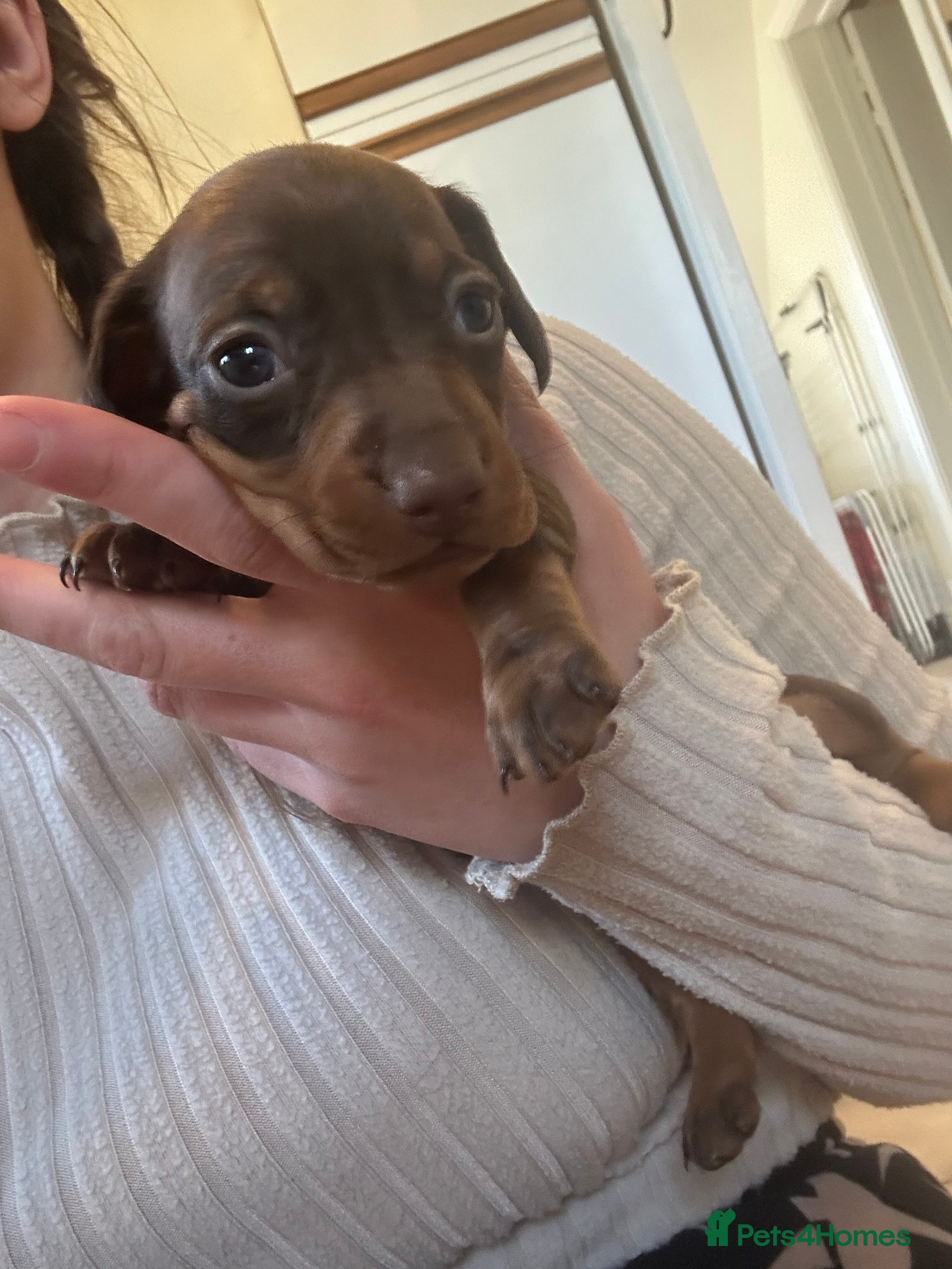 Miniature Dachshund dogs for sale: *reduced* ready now Miniature dachshund.  - Advert 20
