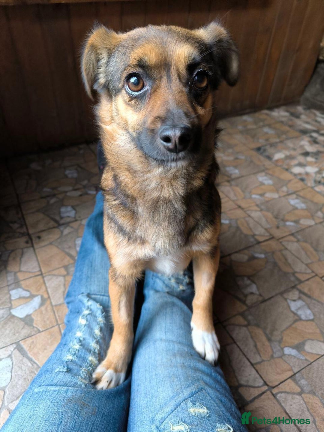 Mixed Breed dogs for adoption: 💖🐶 CHILLY 🐶💖 - Advert 13