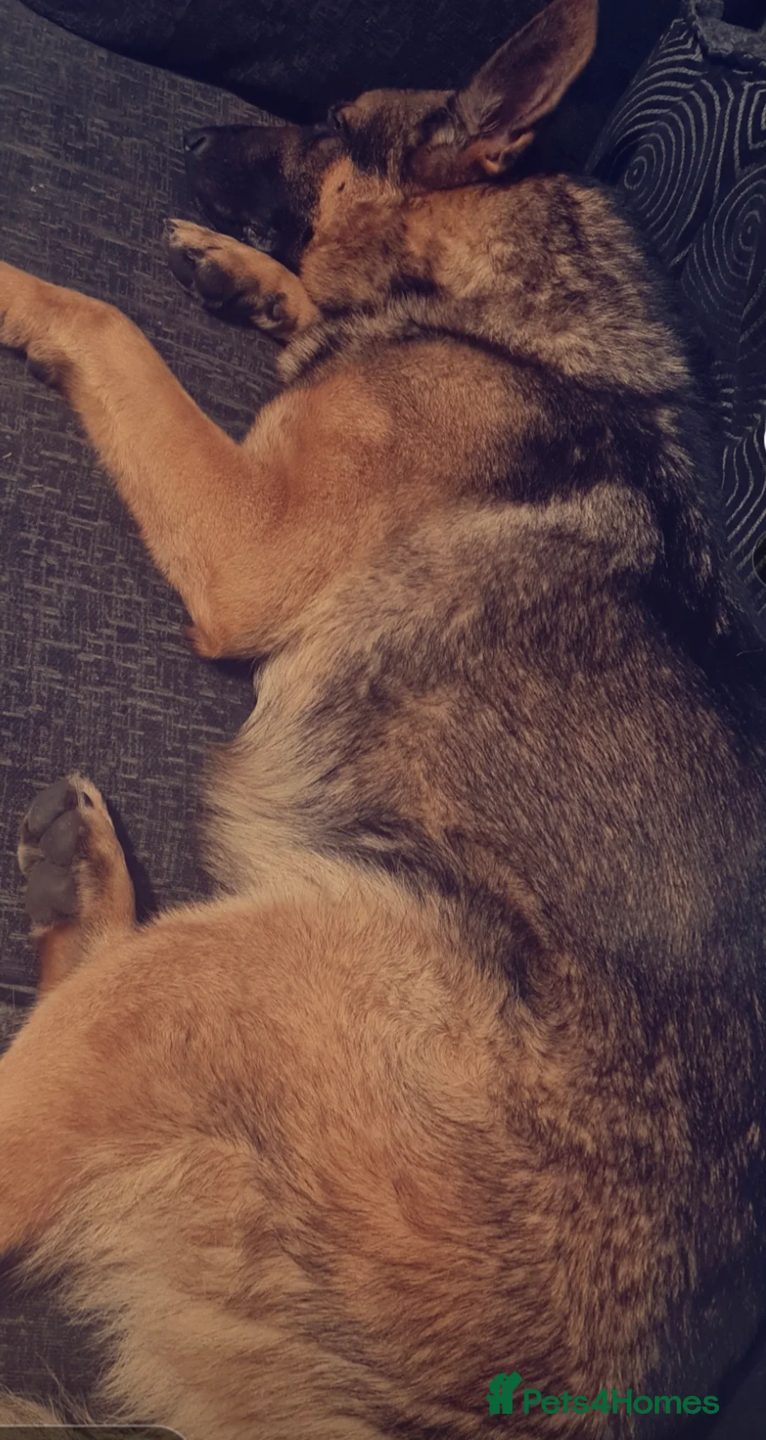 German Shepherd dogs for sale: Adult German Shepherd in need of a loving home♡ - Advert 3