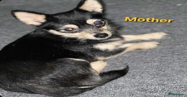 Mixed Breed dogs - Advert 5
