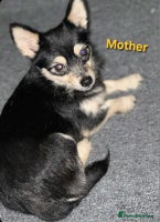Mixed Breed dogs - Advert 2