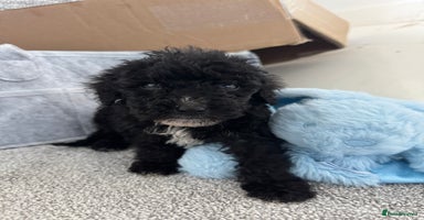 Sheepadoodle dogs - Advert 15