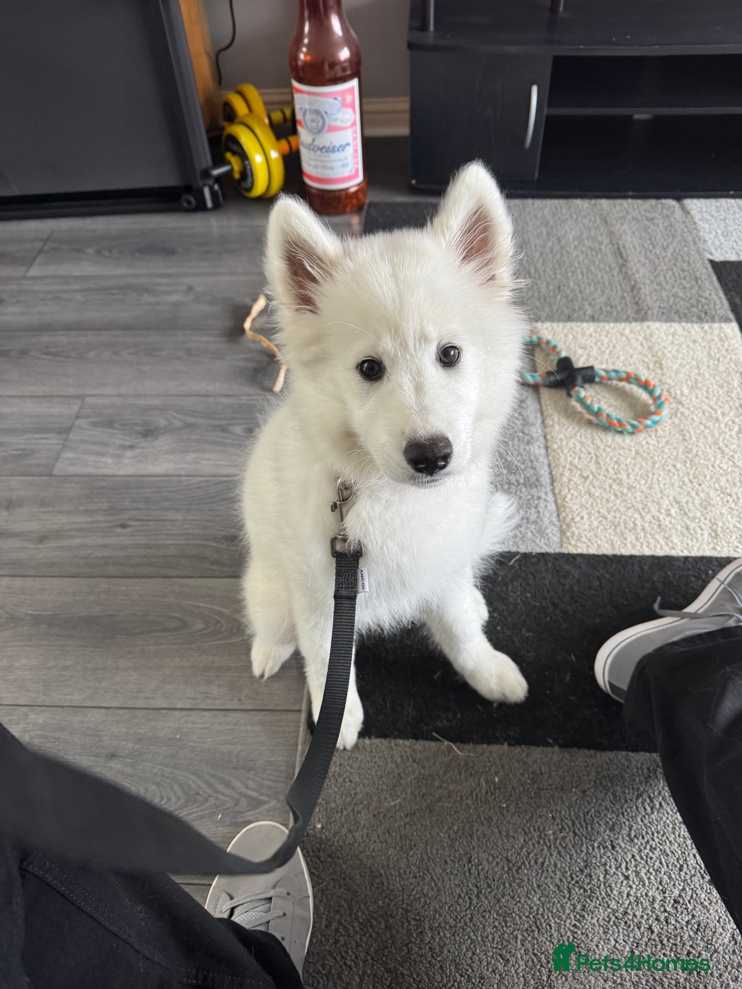 Samoyed dogs for sale: Female KC Registered Samoyed puppy  - Image 5