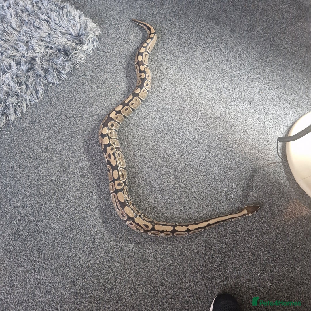 Python Snake reptiles for sale: Adult Royal Python  - Image 5